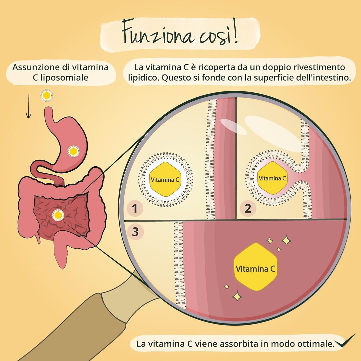 Vitamina C Liposomiale | Dosaggio Ottimale | Pureway-C™ | Alta Biodisponibilità | Acido Ascorbico Puro | 120 Capsule | Vegano & Senza Additivi | Vegavero®