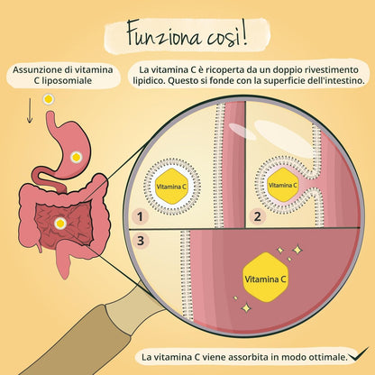 Vitamina C Liposomiale | Dosaggio Ottimale | Pureway-C™ | Alta Biodisponibilità | Acido Ascorbico Puro | 120 Capsule | Vegano & Senza Additivi | Vegavero®