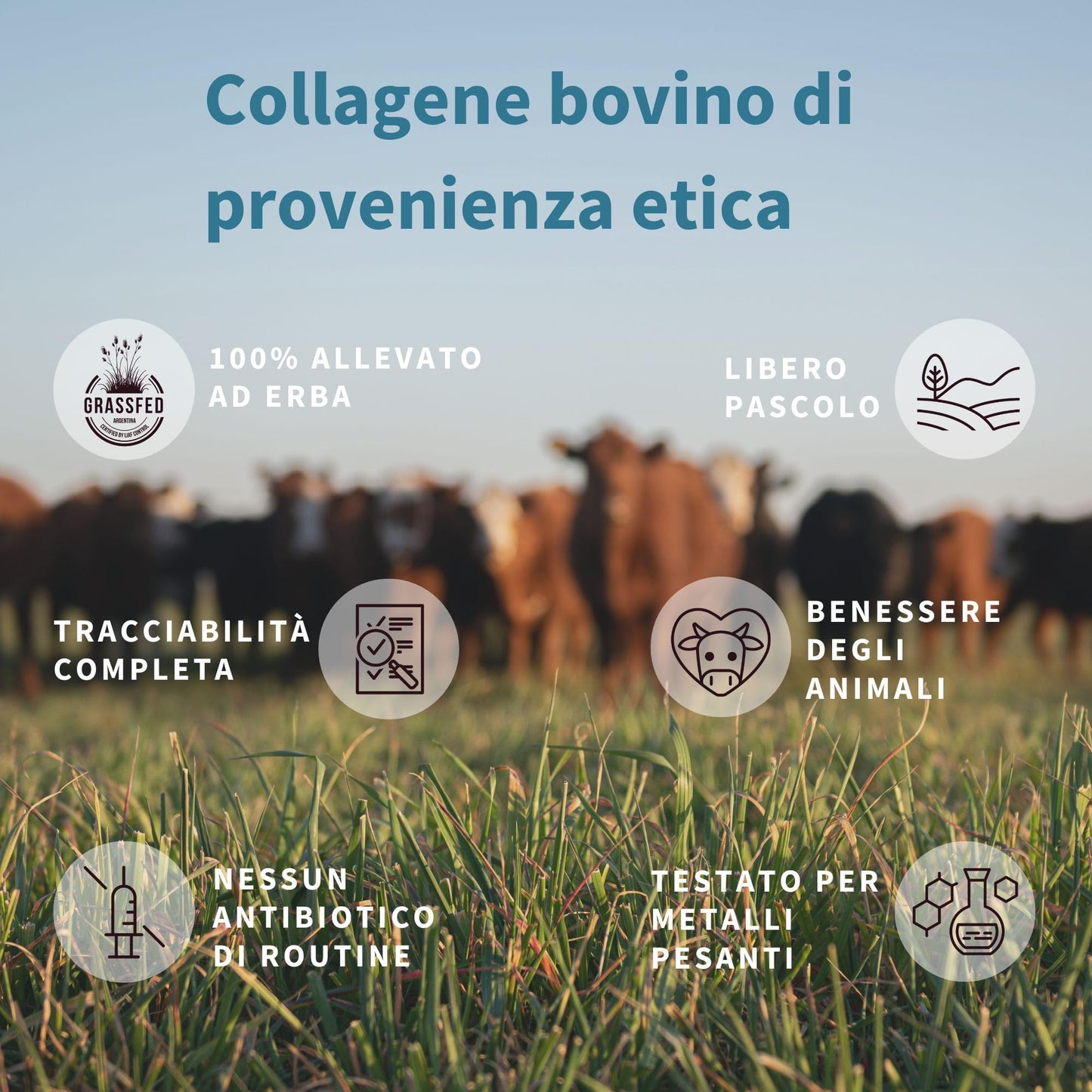 Peptidi di Collagene Idrolizzato, Non Aromatizzato, 100% Polvere Proteica di Collagene Agglomerato Proveniente da Bovini Allevati ad Erba, Collagene da Bere 400gr, Igennus