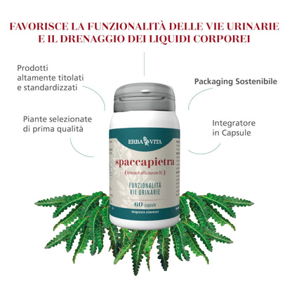 ERBA VITA Integratore Alimentare di Spaccapietra, 60 Capsule, per la funzionalità delle vie urinarie, 60 unità, 1